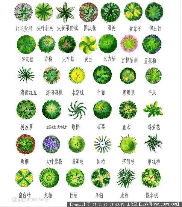 园林植物图例大全文件图片